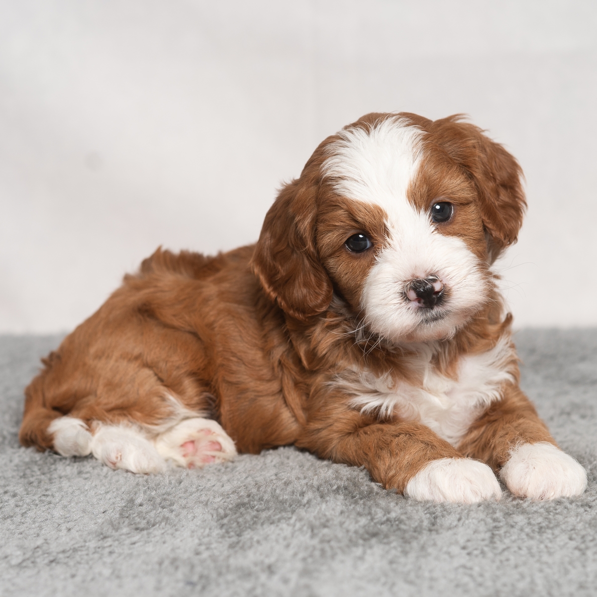 About, Cavapoo's